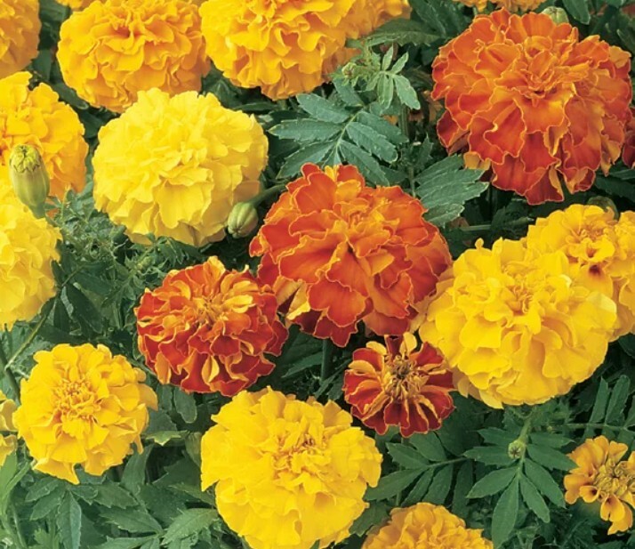 French Marigold Mix Flower Seeds, 100 Seeds, Tagetes Patula, Seed,Free Shipping