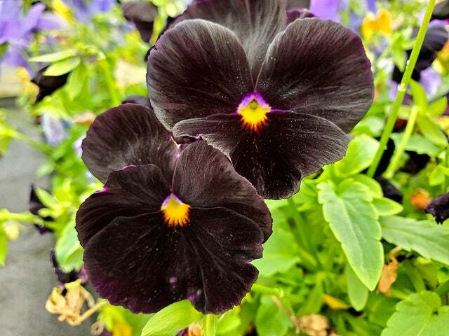 Black Pansy Seeds – 100+ Seeds – Grow Stunning Black Pansies – Made in USA Ships