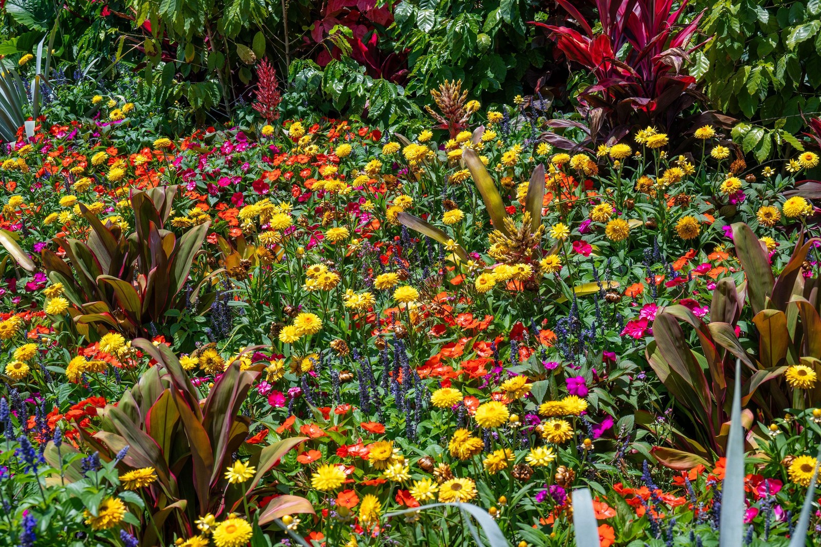 100 TALL Double MIXED Colors STRAWFLOWER Helichrysum Monstrosum Flower Seeds