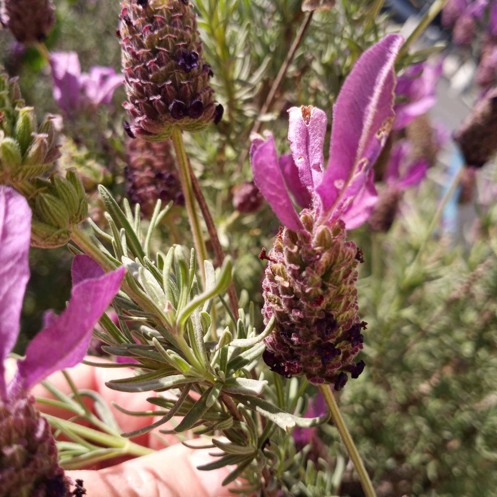 100 TOPPED SPANISHLAVENDER Butterfly – Lavandula Stoechas Flower Herb Seed