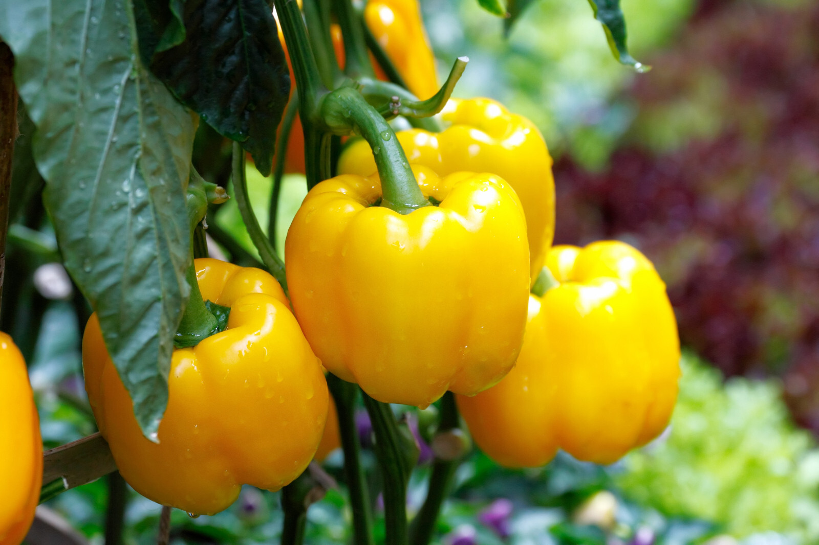 20 Organic Yellow MINI BELL PEPPER Sweet Mild Miniature Capsicum Vegetable Seeds