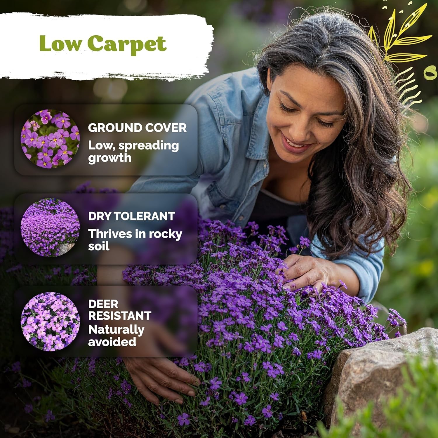 1,000 Organic Purple Rock Cress Seeds – Hardy Aubrieta for Stunning Gardens