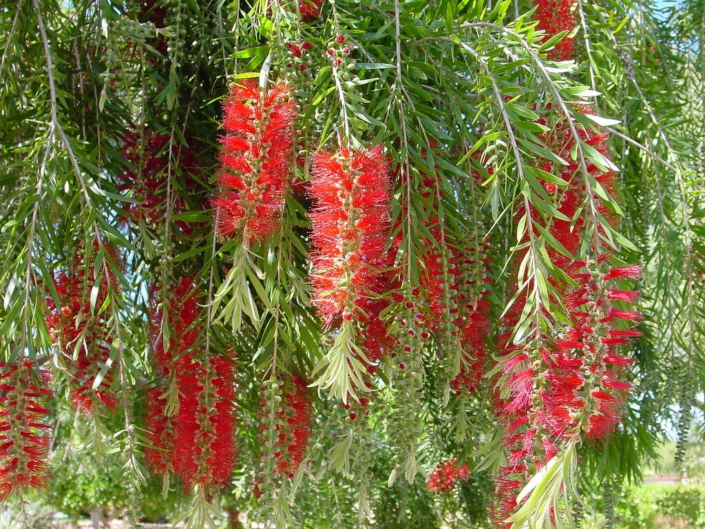 Callistemon Viminalis 5000+ Seeds, Ornamental Weeping Bottle Brush Tree, Bonsai