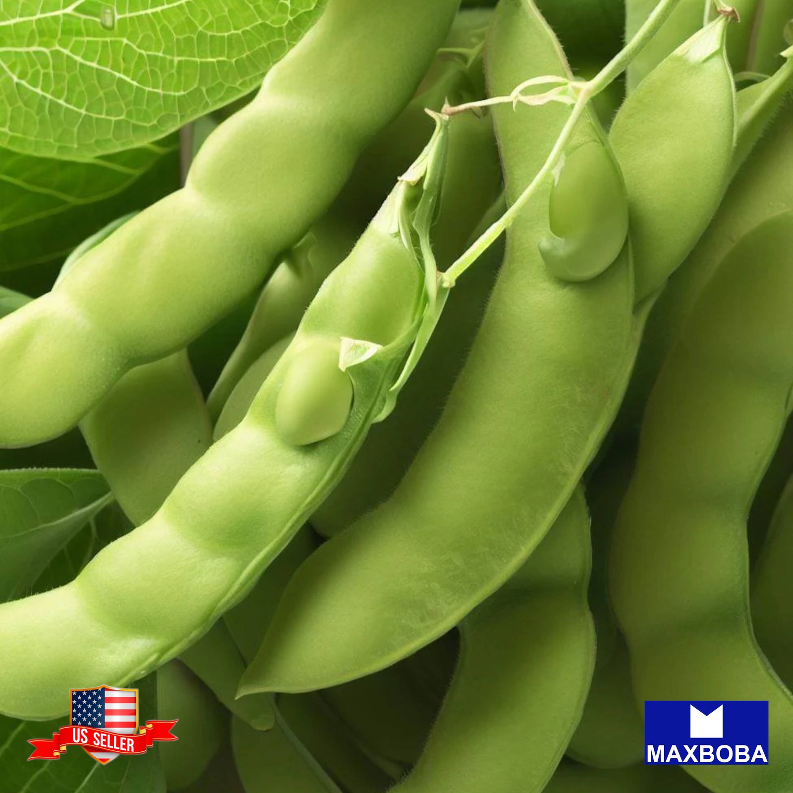 30 Bean Seeds Edamame BeSweet Non-GMO Heirloom BOGO 50% OFF