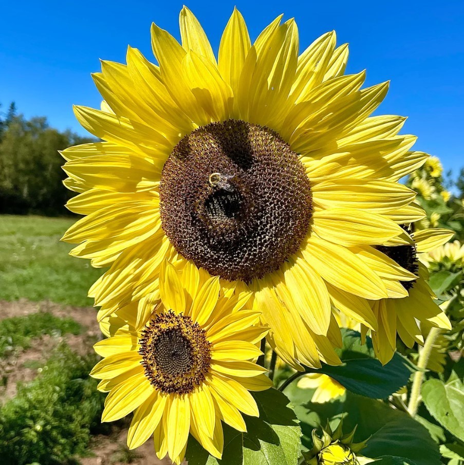 Lemon Queen Sunflower – Pack 25 Seeds – Annual Vibrant Blooms Flower