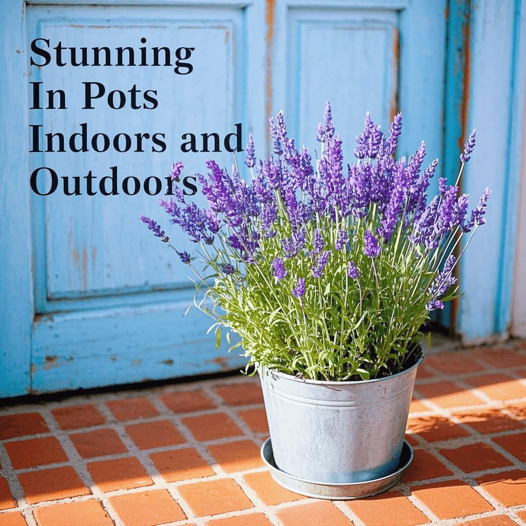 20000+ Lavender Seeds Bulk- Non GMO Premium English Lavender Seeds for Planting