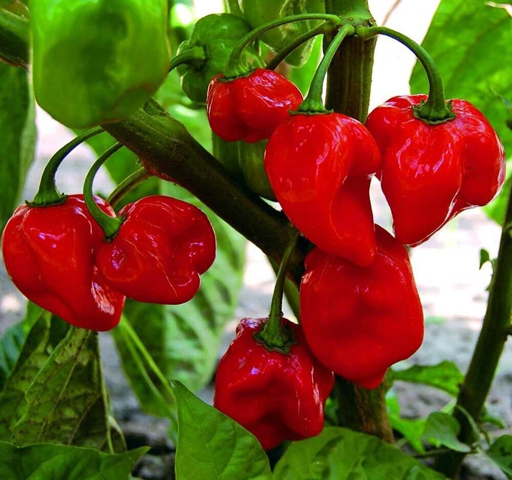 Caribbean Red Habanero Pepper Seeds | Organic | Spicy | Hot Peppers | Vegetable