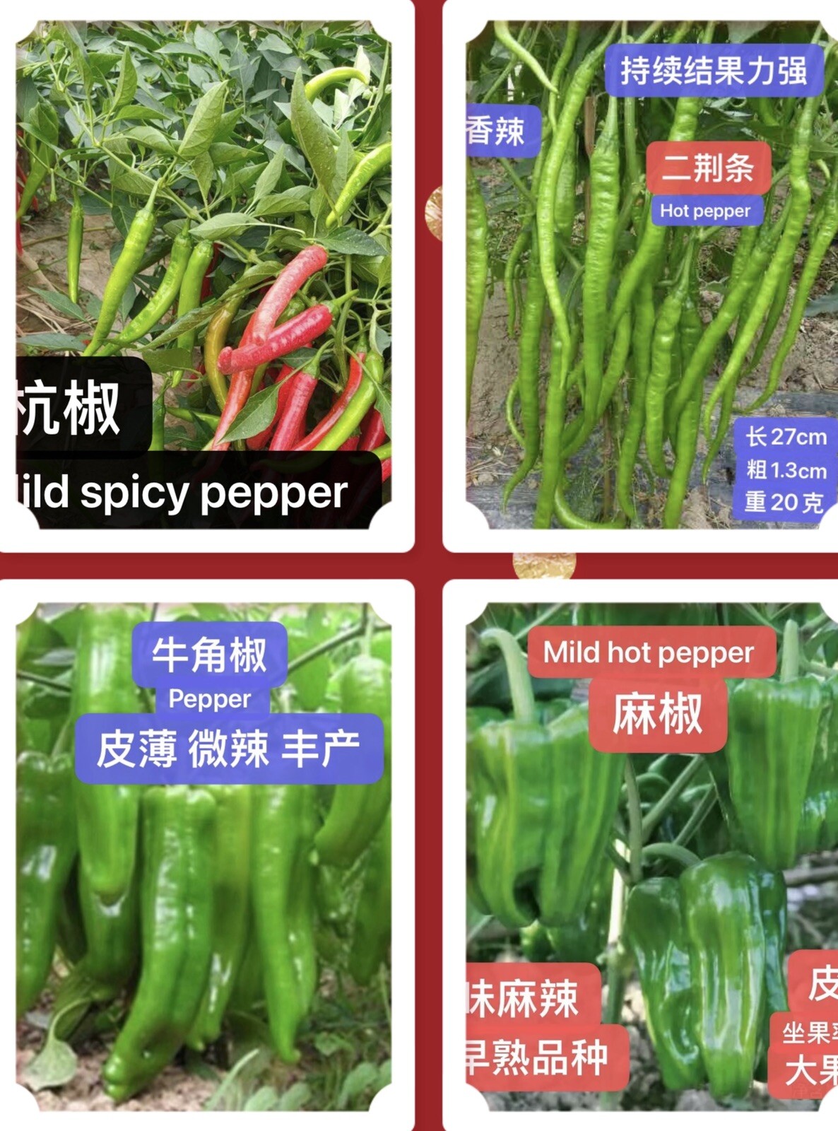 4varieties pepper pack(30+seeds Each, Total 120+seeds) 4种辣椒种子合集(各品种30+ 粒,共120+粒）