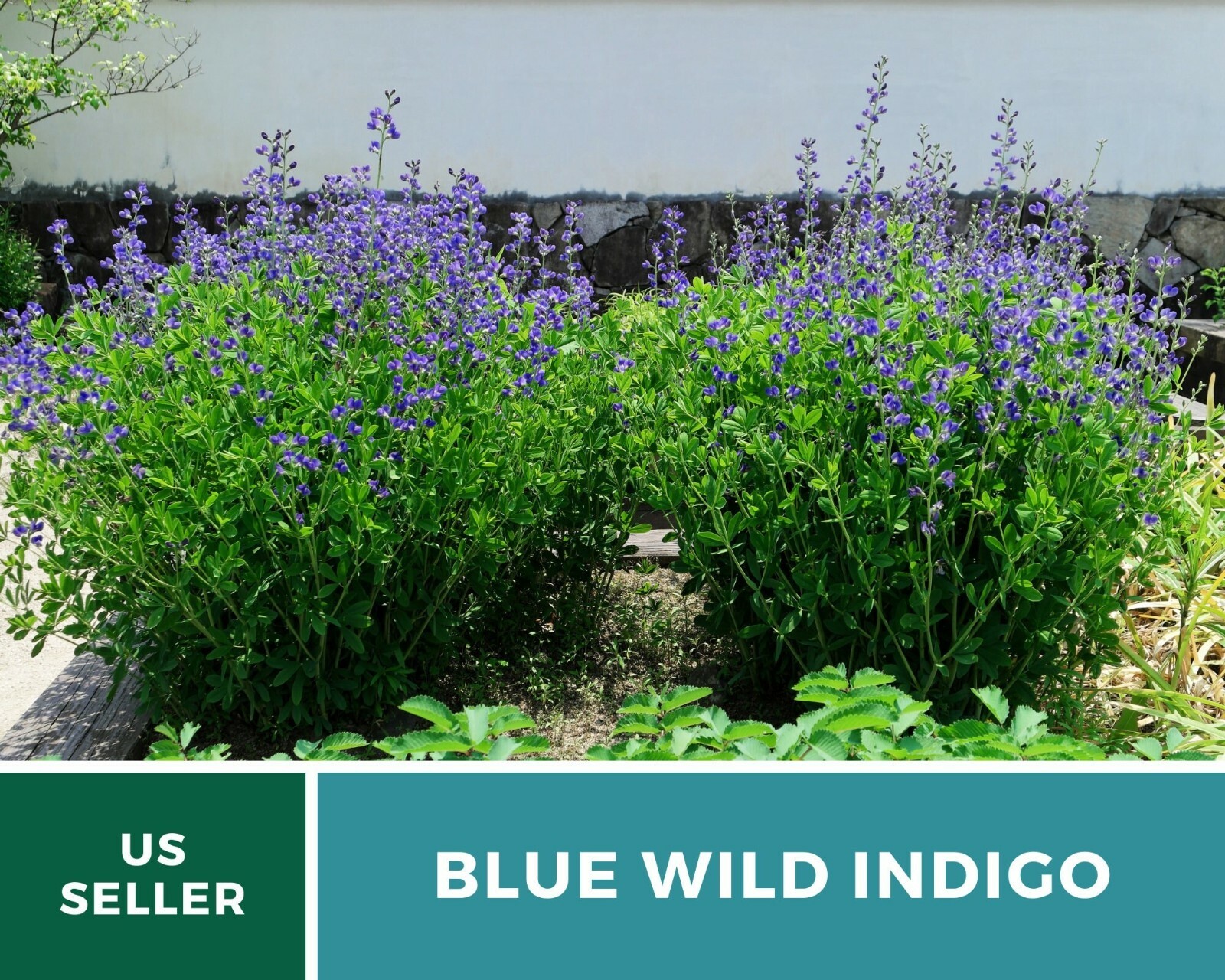 Indigo, Blue Wild – Heirloom Seeds – Brilliant Blue and Purple Blooms