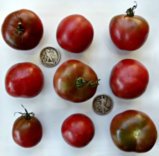 Brandywine Black (Weaver’s) – +25 Fresh Seeds – Buy any 3 items, 20% off order!