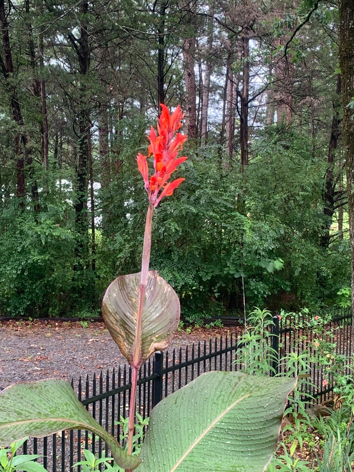 3 Pack – Giant Red Musifolia Canna Lily plants