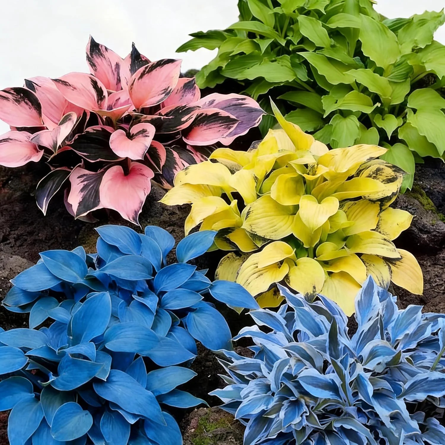 300+ Hosta Seeds for Planting, Mixed Color Exotic Perennial Hosta Seed, Attract