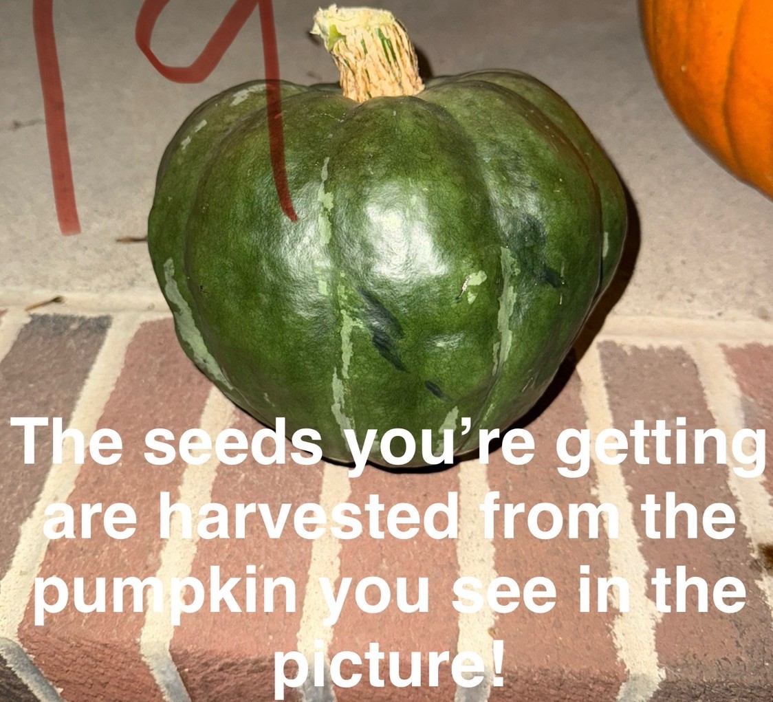 Seeds #19 (10ct): Dark Green Pumpkin, Squash, Exotic, Unique, ridges
