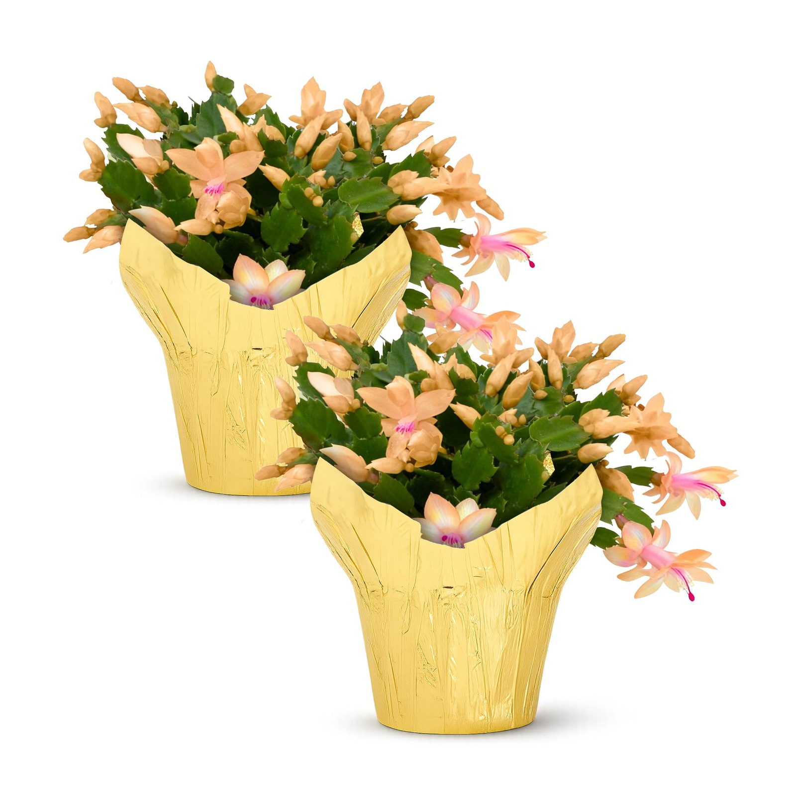 Live Flowering Zygocactus – Yellow-Orange, 2 Pack- Thanksgiving/Christmas Cac…
