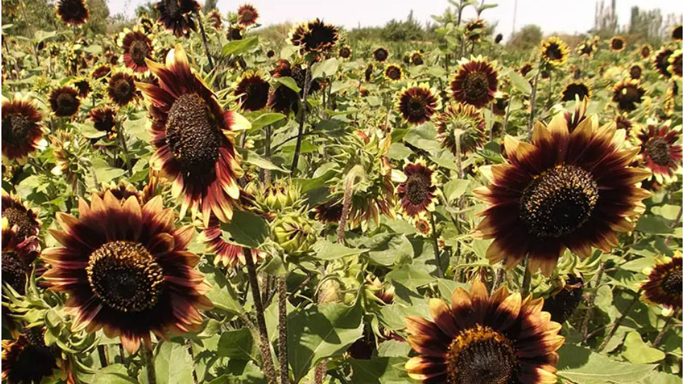 Sunflower CRIMSON VELVET HEIRLOOM 8″ Flowers Cut-Flowers Bees Non-GMO 50 Seeds