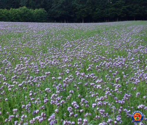 1oz Purple Lacy Flower Seeds Phacelia tanacetifolia (Approx 14,000 Seeds)