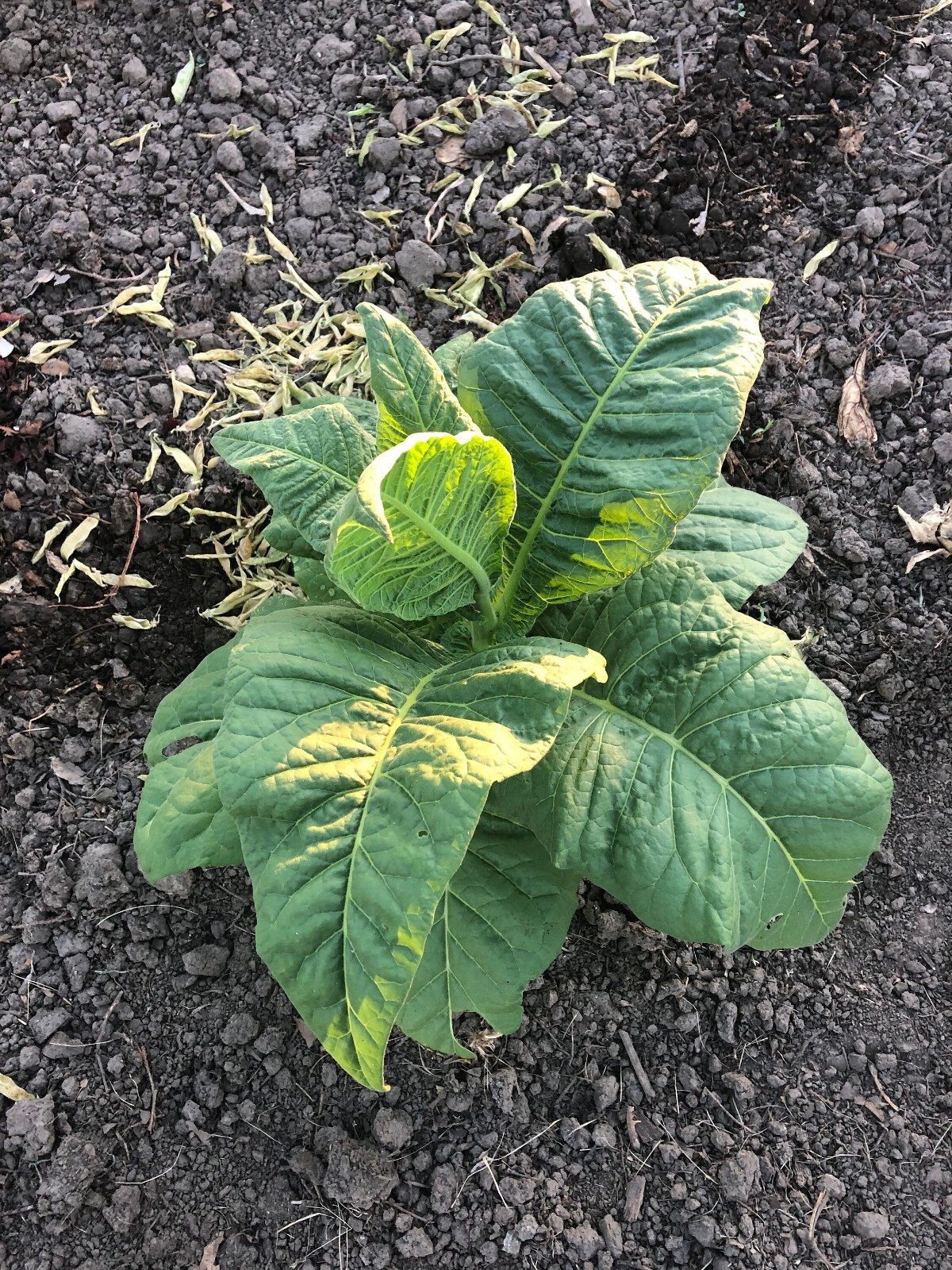 Stag Horn Tobacco Seeds ~2K Non-GMO Free Ship No Track ~2 Weeks Arrival Read