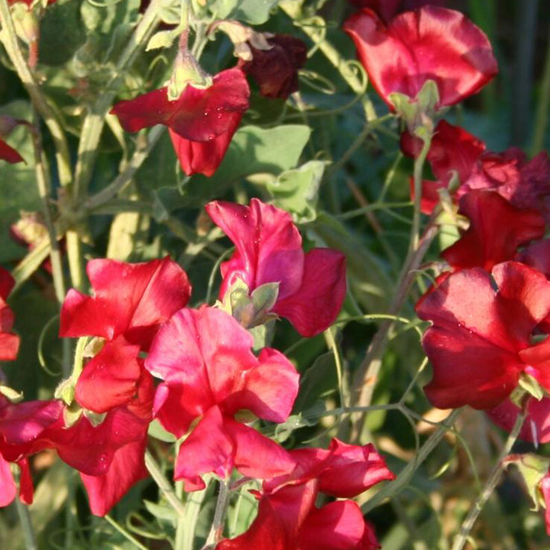 Fragrant Sweet Pea Royal Family Mix, Lathyrus odoratus, Annual Vine Seeds