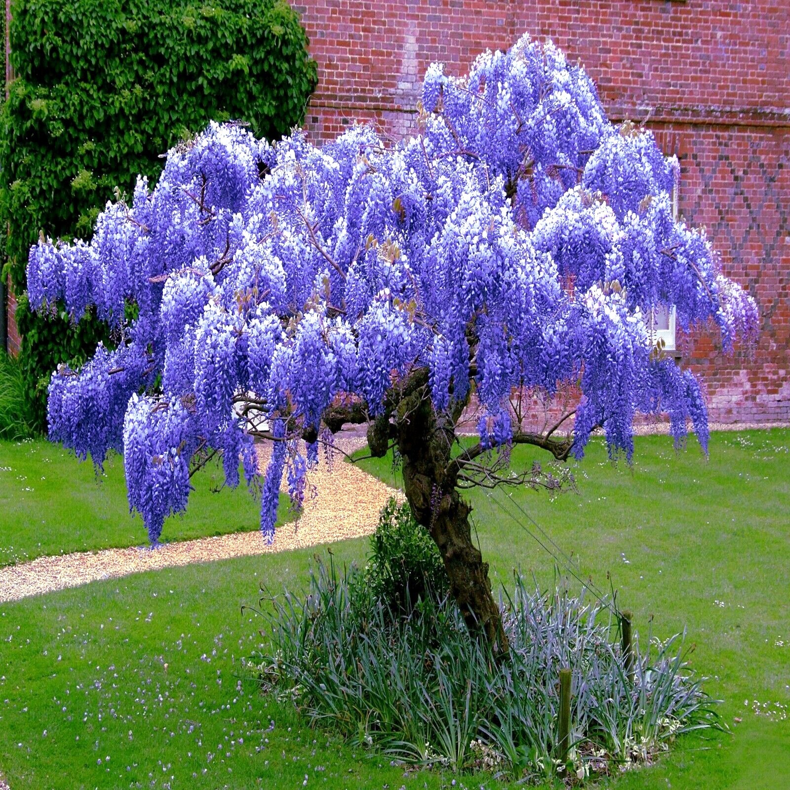 10 Chinese Blue Wisteria sinensis Tree Seeds Fast Flower Vine Hardy Bonsai Plant