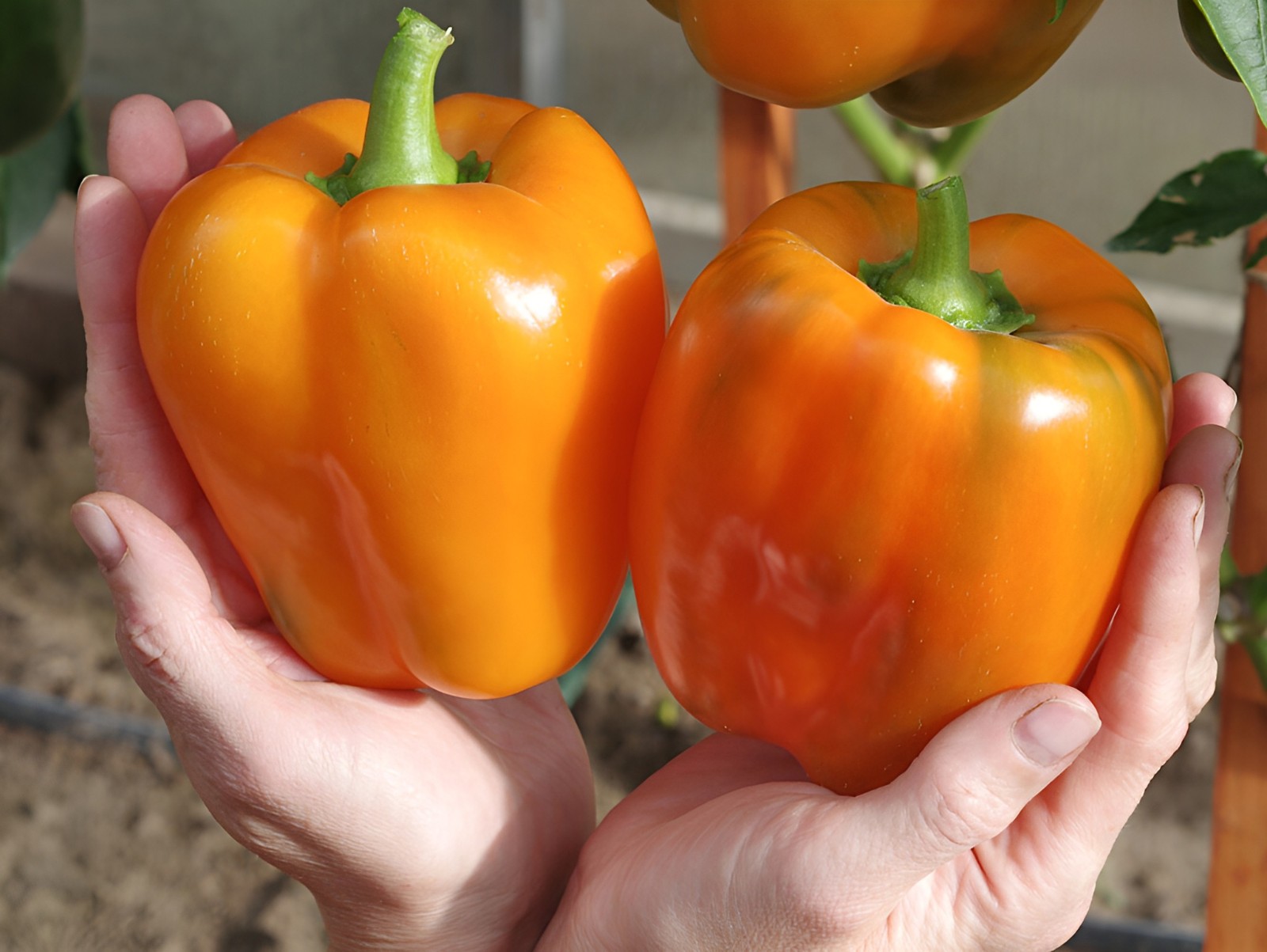 60 Heirloom Giant Orange Sun Bell Pepper Seeds – Largest Heirloom Orange Bell