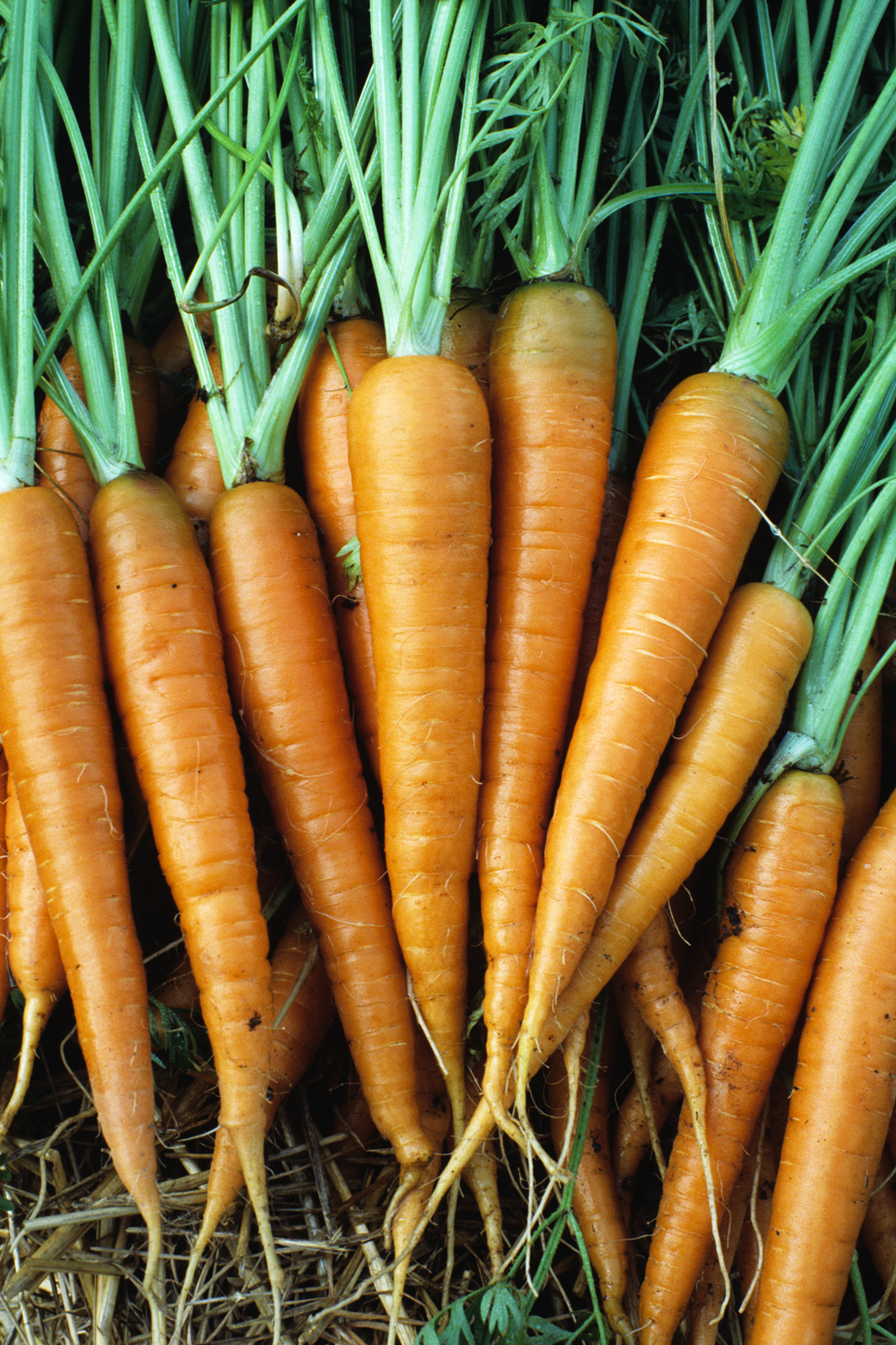 DANVERS 126 * CARROT SEED * 200 COUNT PKT. * TENDER / SWEET *