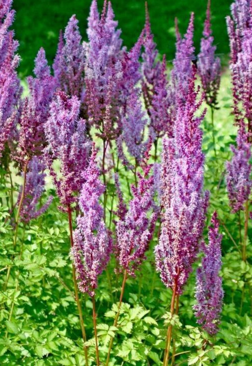 Astilbe chinensis davidii, 25 seed