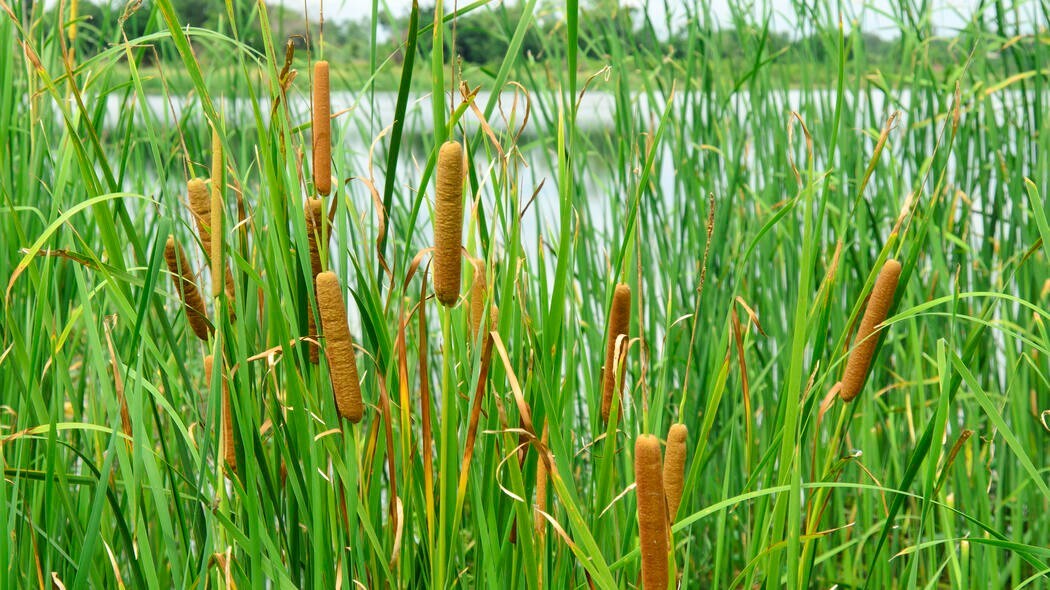 500 Common Cattail seeds (Typha latifolia), harvested early 2026