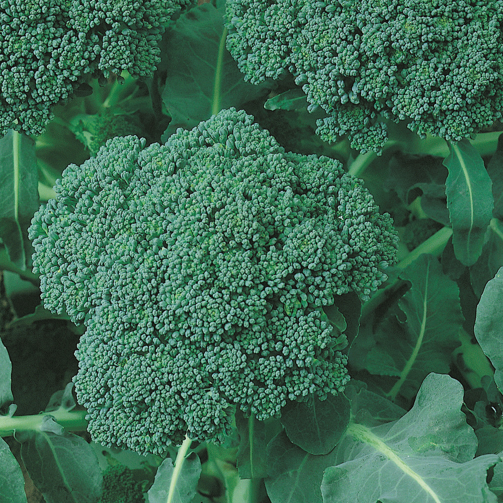 250 BROCCOLI CALABRESE SEEDS FRESH FOR GARDENS 2024 US SELLER SHIPS QUICK