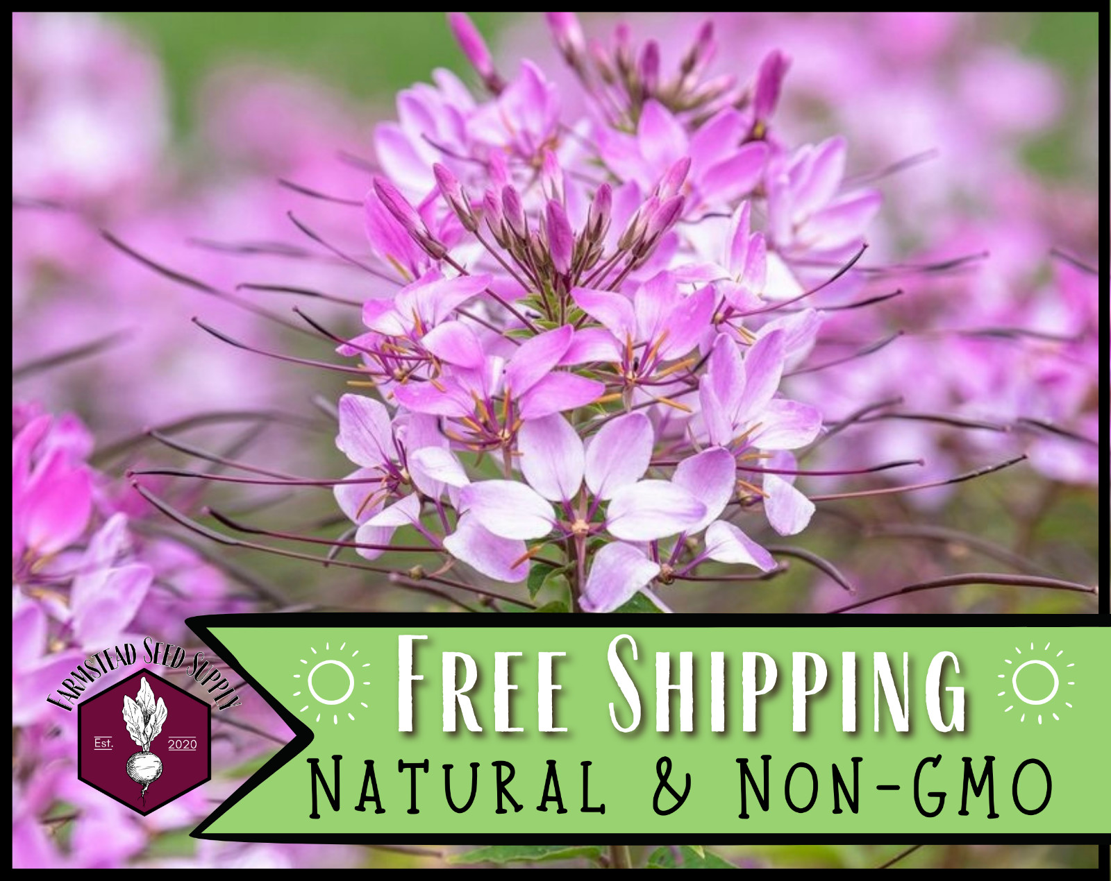 1100+ Spider Plant Seeds | Wildflower Gardening Seed Packet for Pollinators