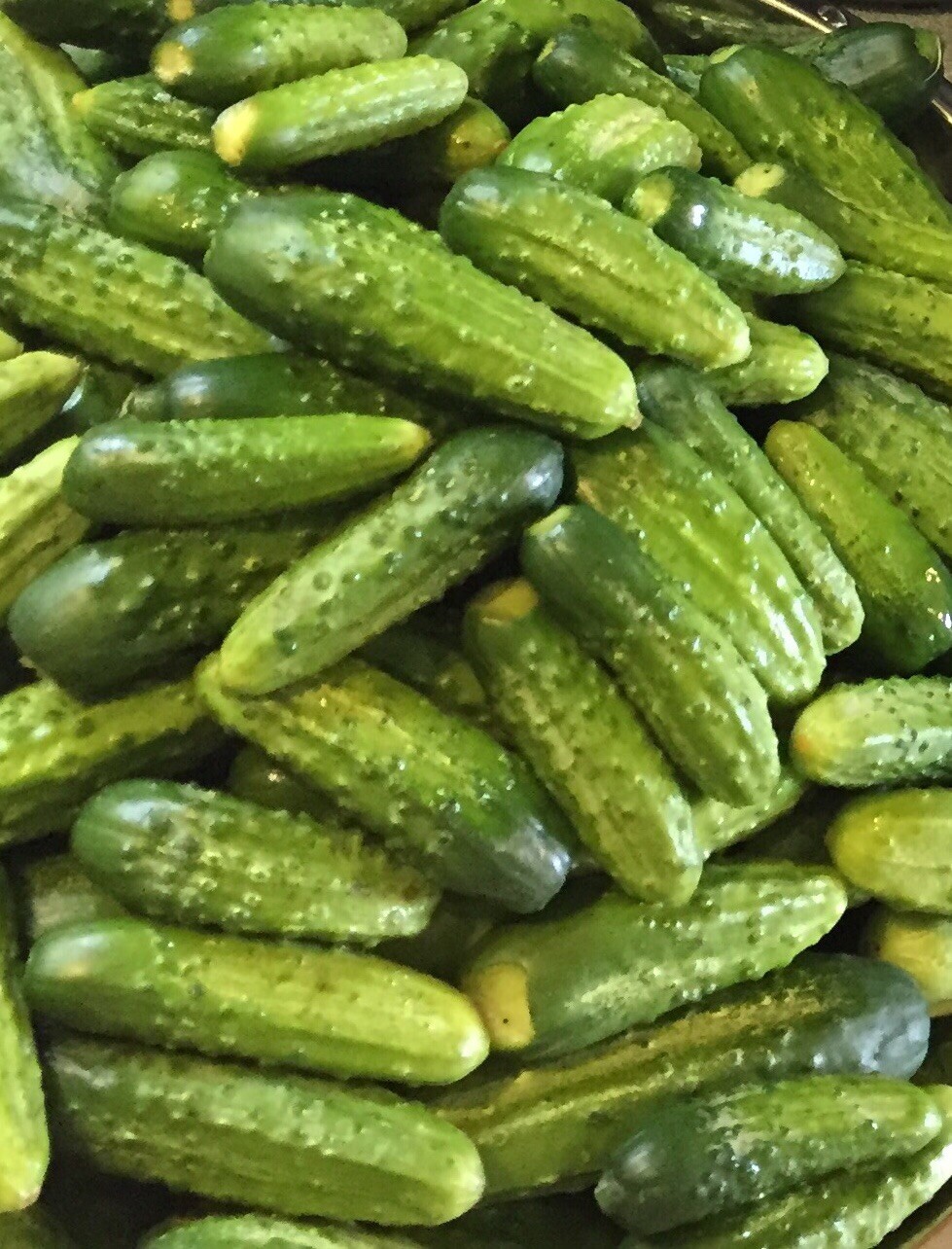 FRESH 2023 ORGANIC Boston Pickling Cucumber 25 HEIRLOOM Seeds NON GMO Vegetable