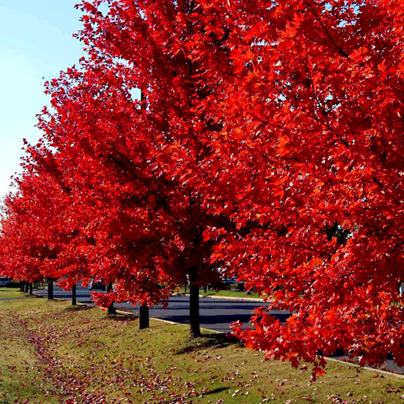 *RED SUNSET* Japanese Maple (Acer rubrum) Tree Seeds, Landscaping or Bonsai