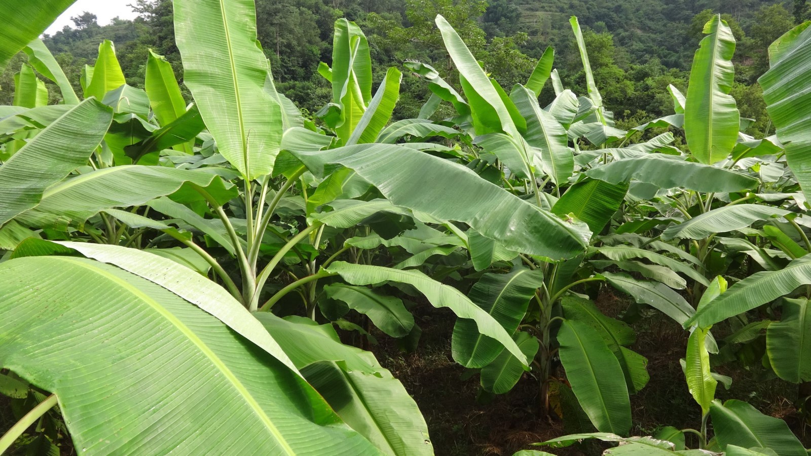 5 Tropical Seeds Cheesman’a Banana Plant Seeds Nice Ornamental Musa cheesmanii