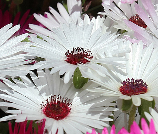 ICE PLANT GELATO WHITE Dorotheanthus Bellidiformis – 1,000 Bulk Seeds