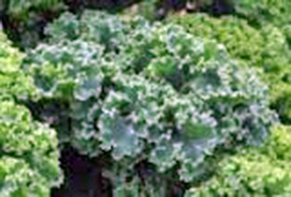 KALE SEED , VATES BLUE CURLED SCOTCH, HEIRLOOM, NON GMO, 1000 SEEDS