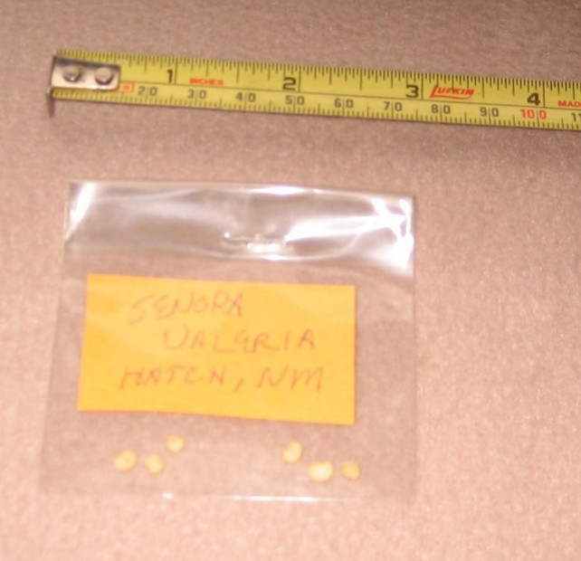 Senora Valeria Hatch NM Pepper Seeds Jalapeno Heirloom Organic Grow Your Own