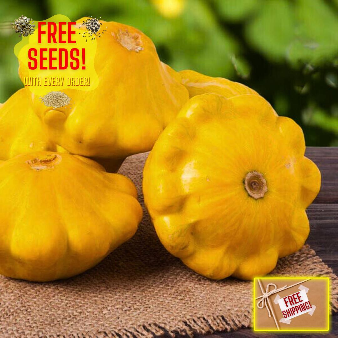 Yellow Bush Scallop Squash Seeds | Summer | Heirloom Non-GMO | Vegetable Seeds