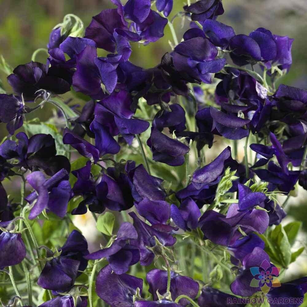 50+ Royal Navy Blue Sweet Pea Seeds for Garden Planting – USA – FREE SHIPPING!