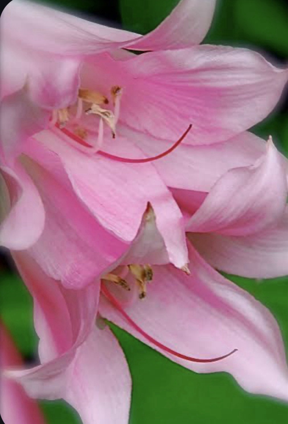 Crinum x Powellii Pink California Lily 1 Large 3-4” Blooming Age Bulb Fragrant
