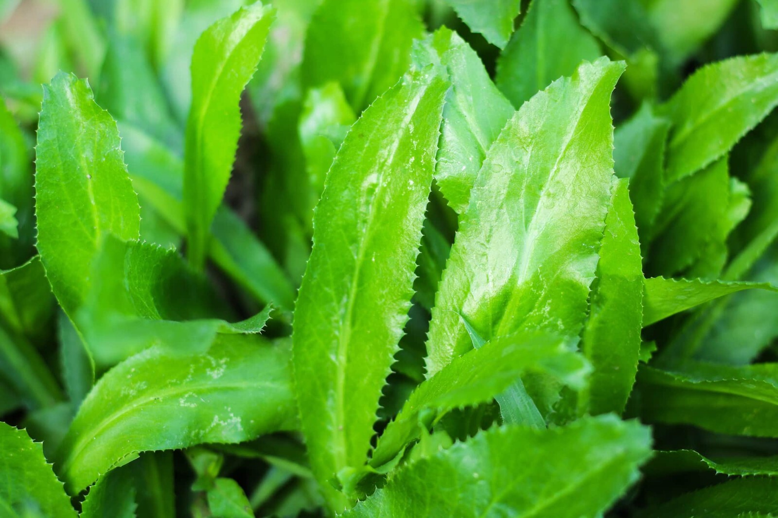 500+++ Culantro Seeds, Mexican Coriander Asian Ngò Gai Recao Shadow Beni, 2025