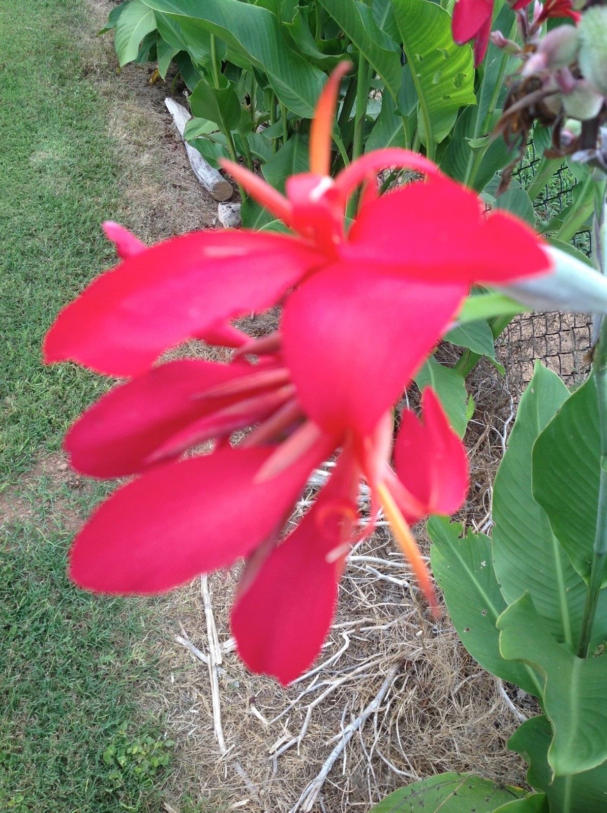 RED CANNA INDICA, INDIAN SHOT, BRILLIANT, VERY SHOWY, 50 FRESH HOMEGROWN SEEDS
