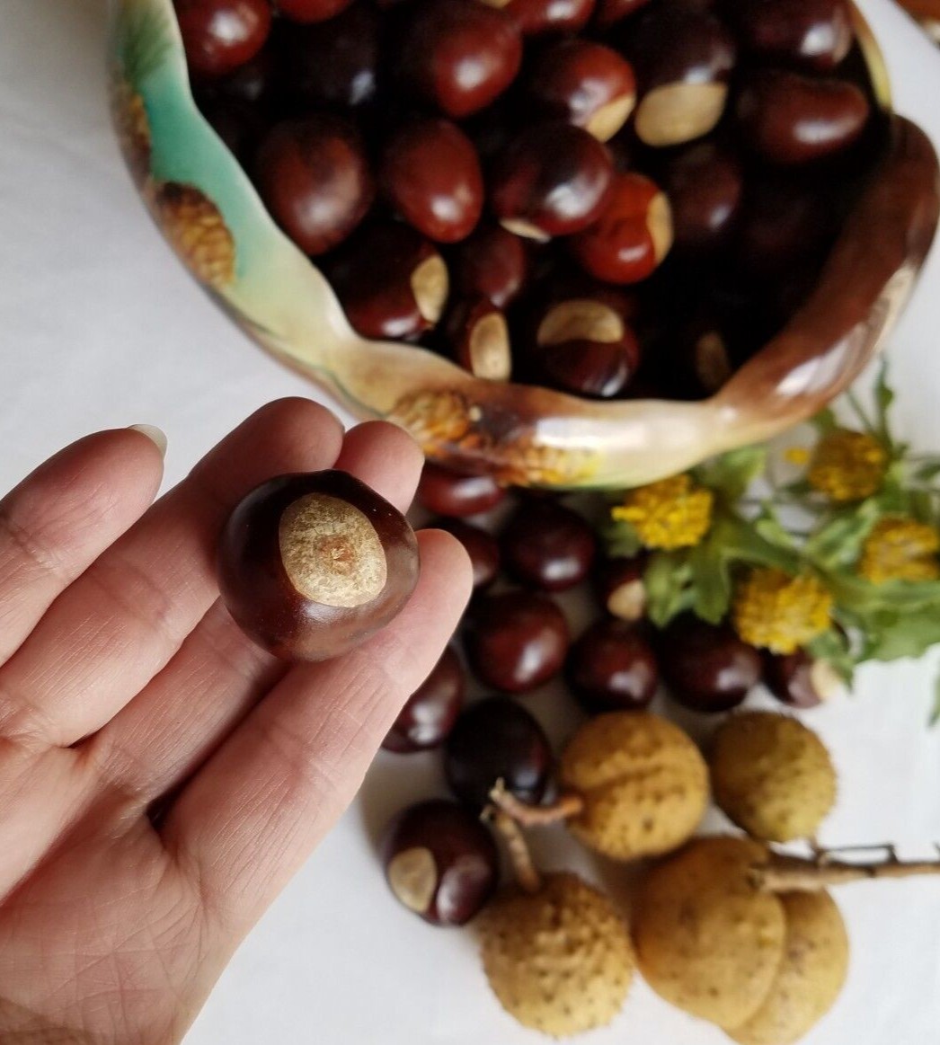 Ohio Buckeye Seed/ Fresh Buckeye Nuts/ Natural Buckeye Nut – 100 pcs
