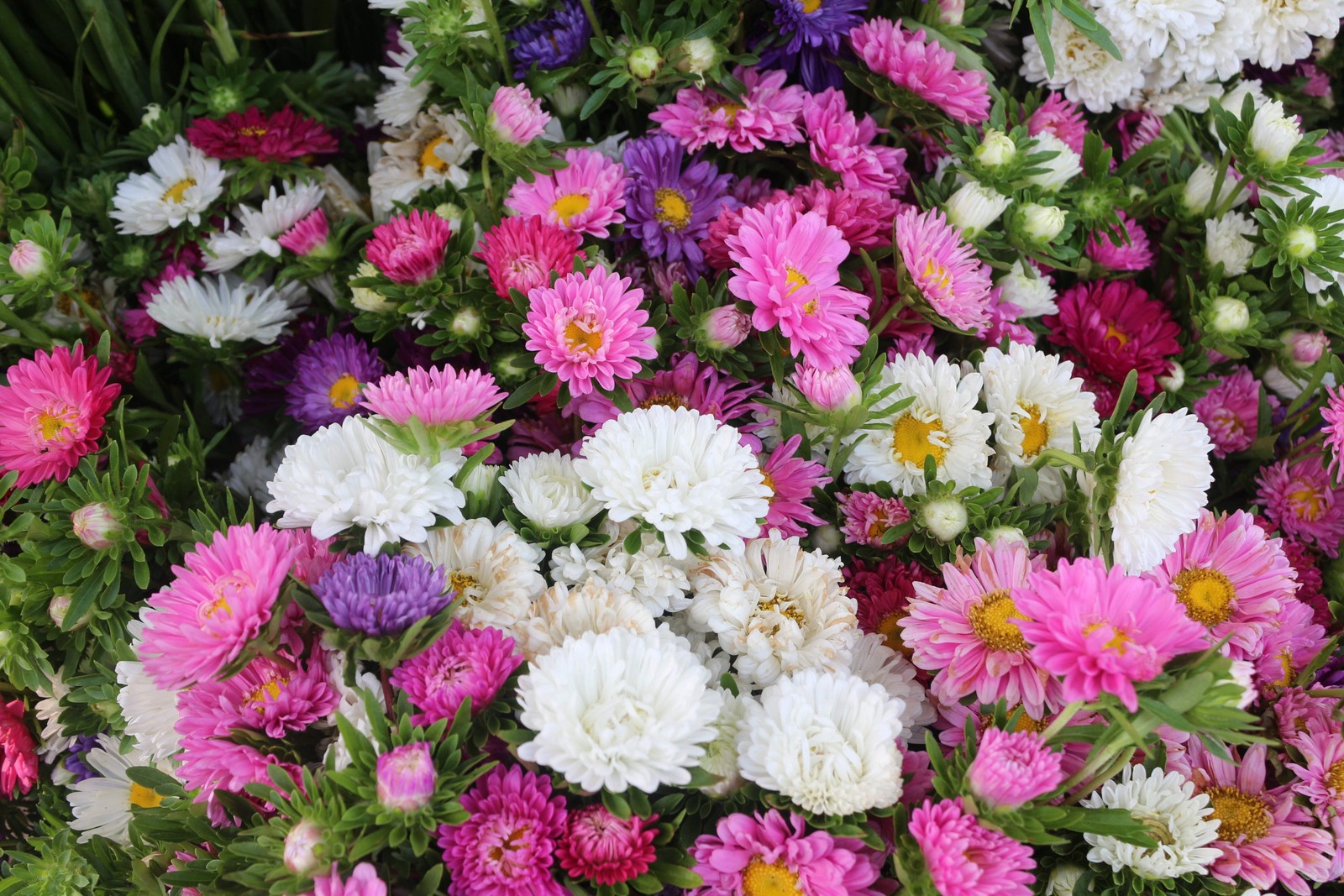 1000 POWDER PUFF ASTER MIX Callistephus Chinensis Flower Seeds *Flat S/H