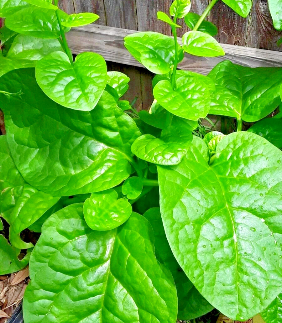 50 Organic Green Stem Malabar Spinach Alugbati Mong Toi Poi Sang Ceylon seeds