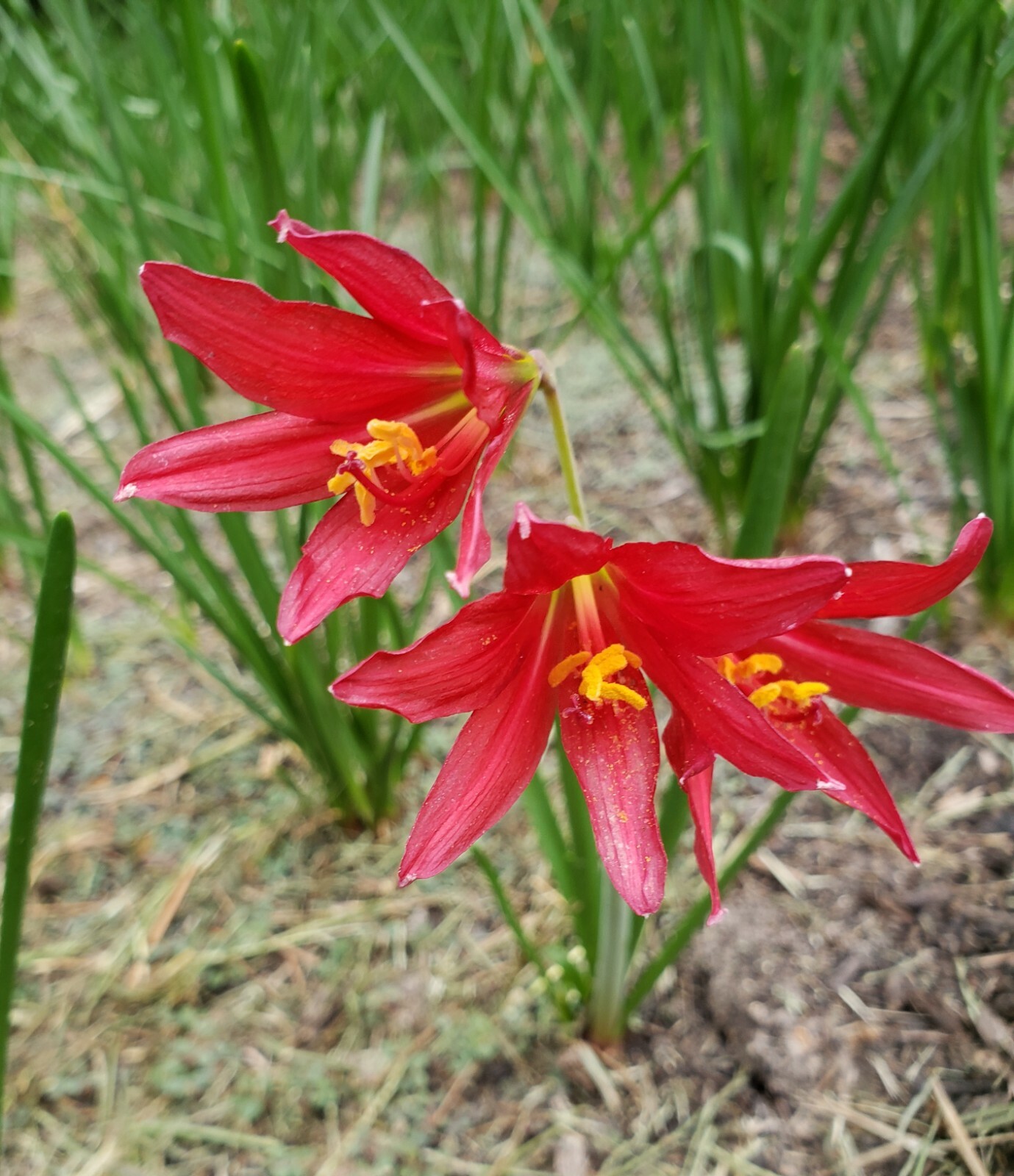 Oxblood Lily Bulbs Lilies Rain Schoolhouse Hurricane Rhodophiala bifida-17 bulbs