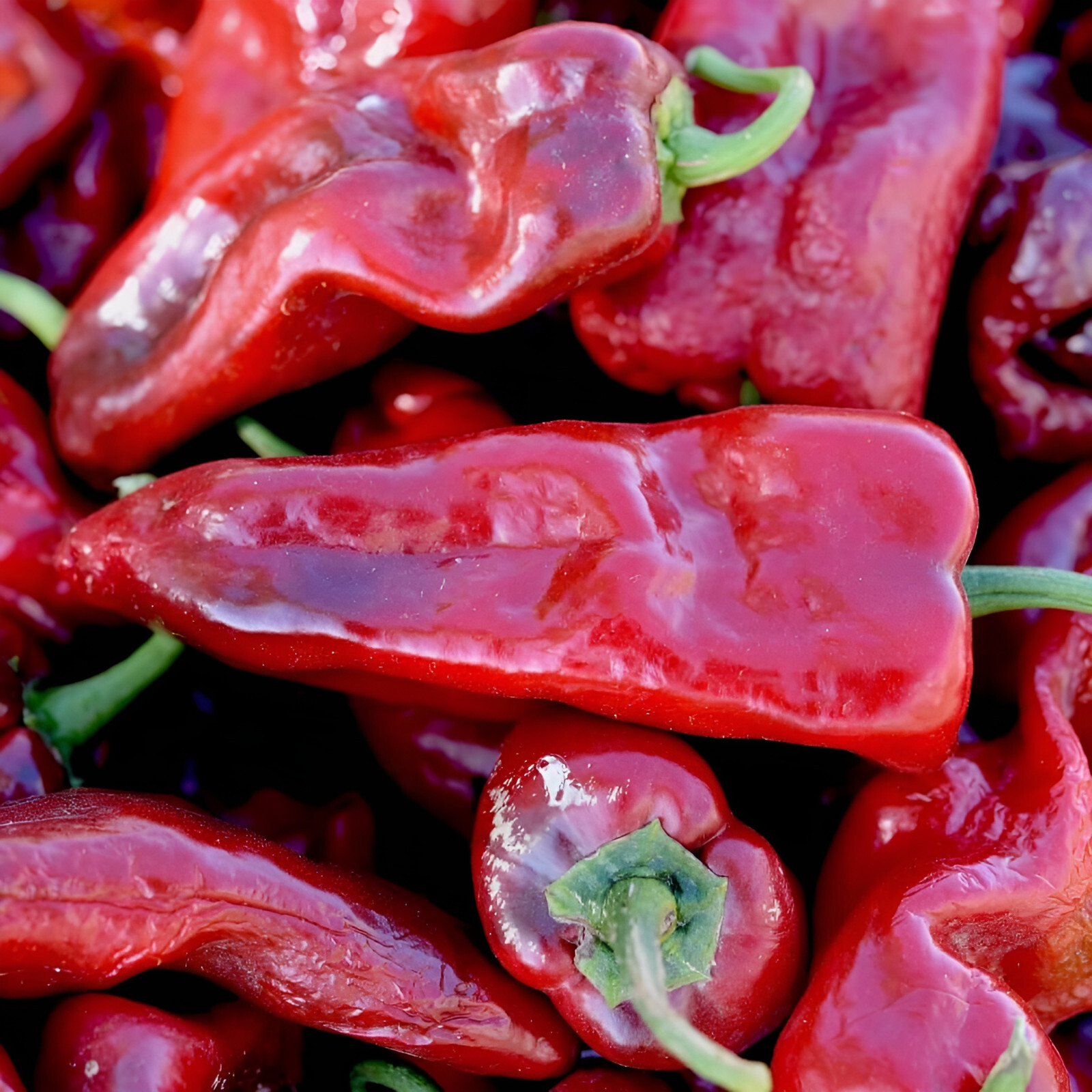75 Heirloom Poblano Pepper Seeds – Super Mild Super Flavorful!