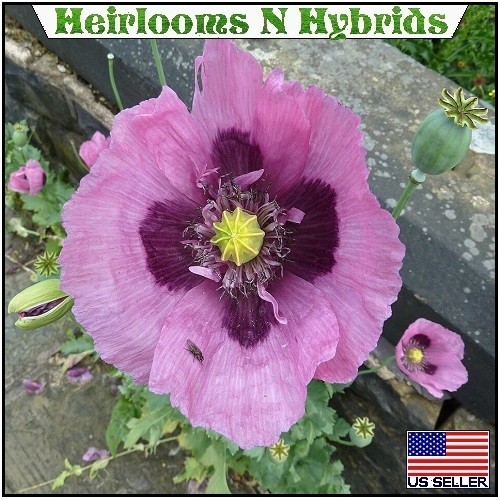 20,000 Hungarian Stratified Papaever Somniferum Poppy Seeds For Planting Organic