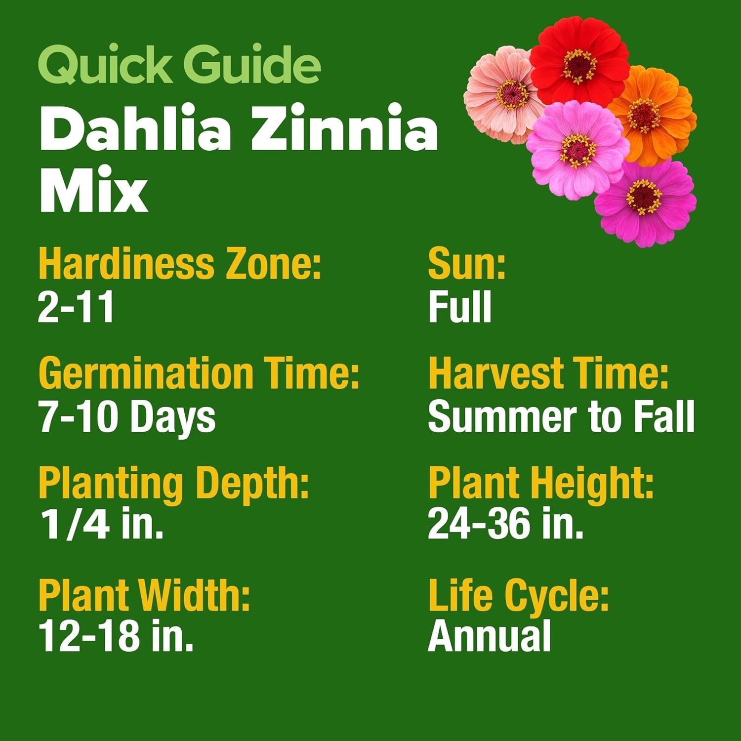 Vibrant Zinnia Dahlia Seeds – Non-GMO Pack of 524 for Stunning Summer Gardens