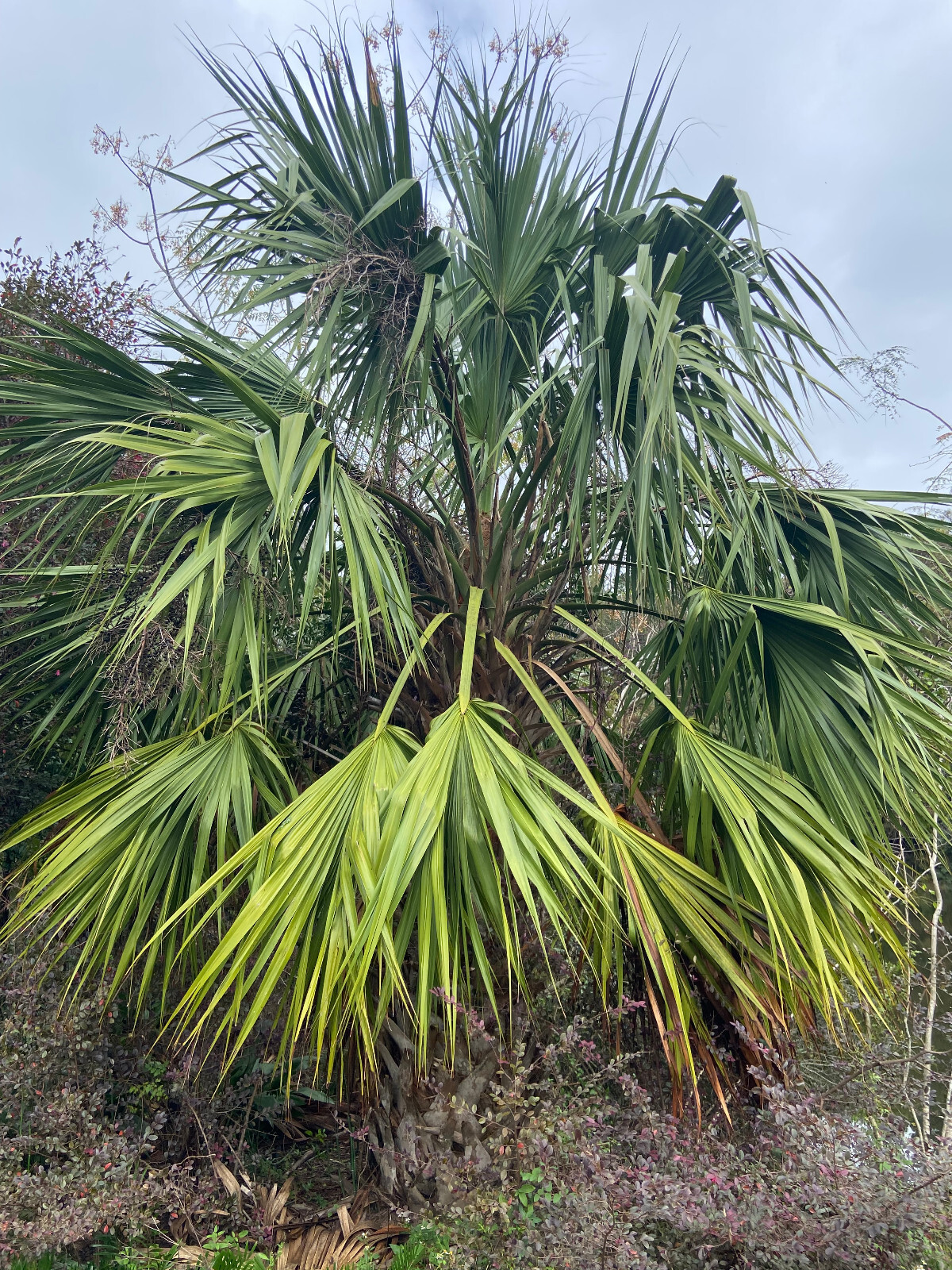 Sabal x brazoriensis Seeds. Rare, Very Cold-Hardy, Trunking Palm Tree!