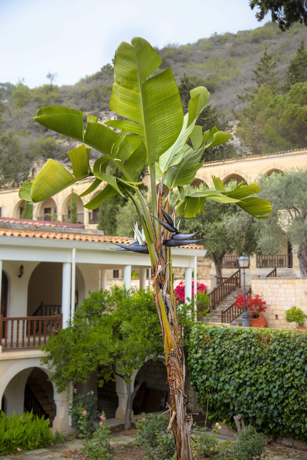 5 GIANT BIRD OF PARADISE Strelitzia Nicolai Wild Banana White Crane Flower Seeds
