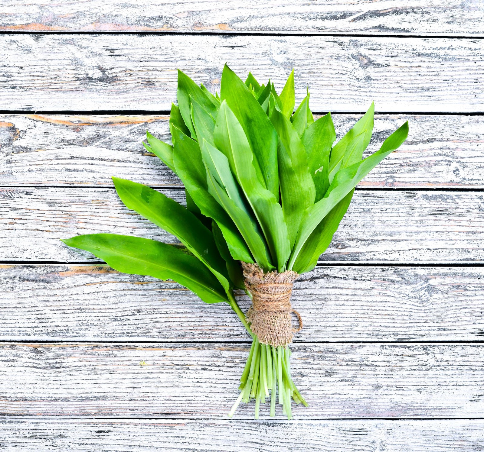 Seeds Wild Garlic 100+ Seeds to Grow Allium Ursinum Ramsons Long-Lived Perenn…